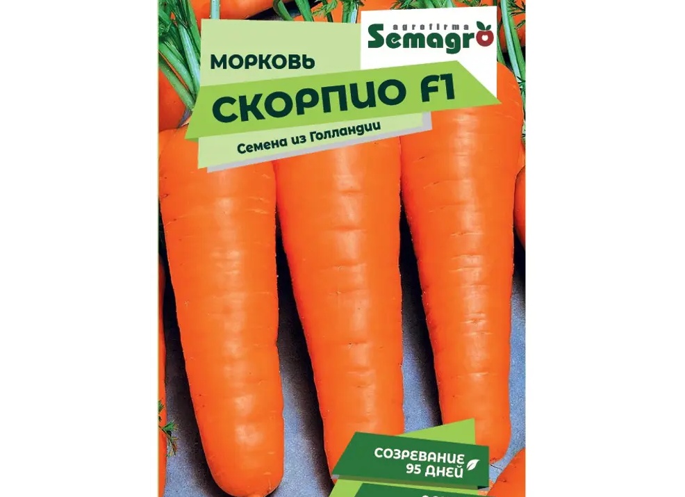 Все о выращивании моркови – подробная инструкция для начинающих