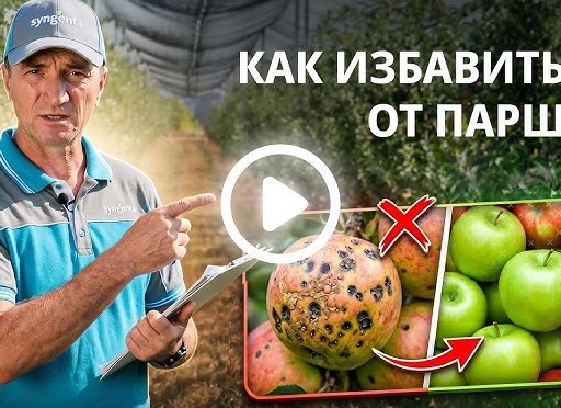 Как избавиться от парши