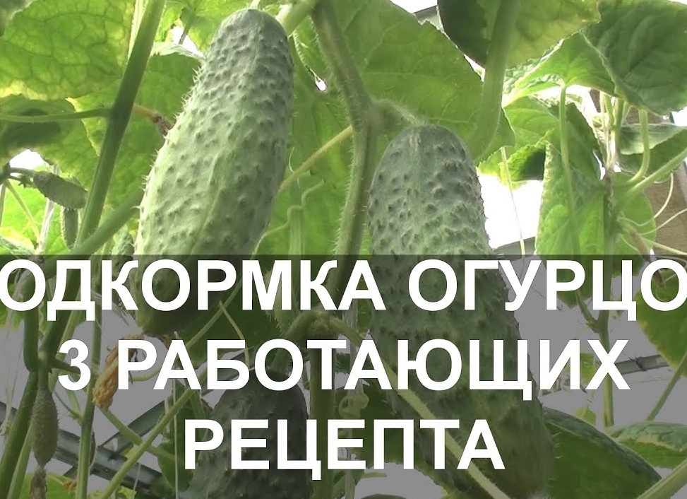 Подкормка огурцов народными средствами в теплице и открытом грунте