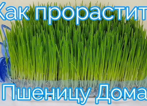 Как быстро и легко прорастить пшеницу, рожь, зеленую гречку и другие зерна для еды в домашних условиях Как быстро и легко прорастить пшеницу, рожь, зеленую гречку и другие зерна для еды в домашних условиях