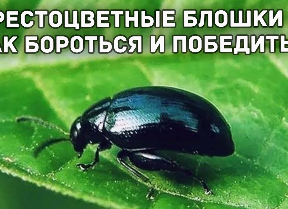 Крестоцветные блошки – как бороться и победить