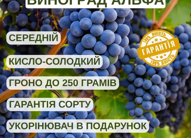 Виноград Альфа синий (винный сорт, средний срок созревания)