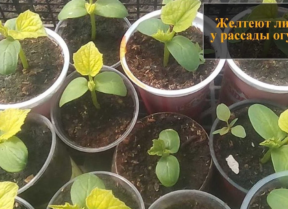 Желтеет рассада огурцов