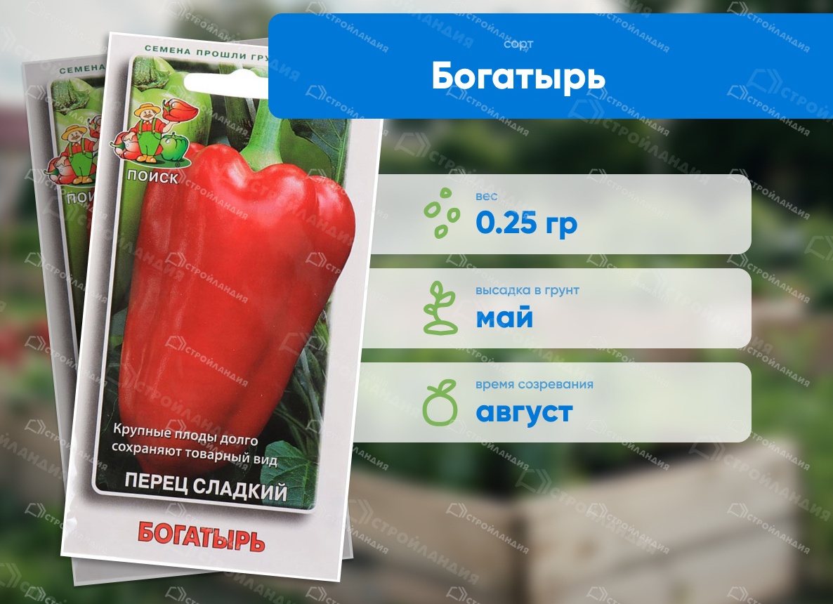 Сорт перца Богатырь: его характеристики, посадка и уход