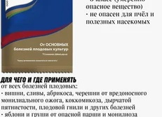 5 опасных болезней яблонь. Как защитить деревья и сохранить урожай 5 опасных болезней яблонь. Как защитить деревья и сохранить урожай