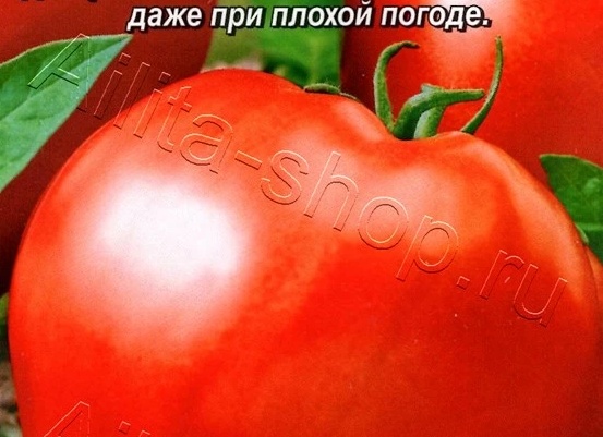 Томат Примадонна
