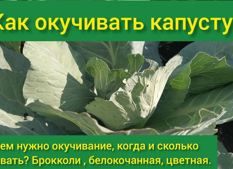 Нужно ли окучивать капусту в открытом грунте и как это делать