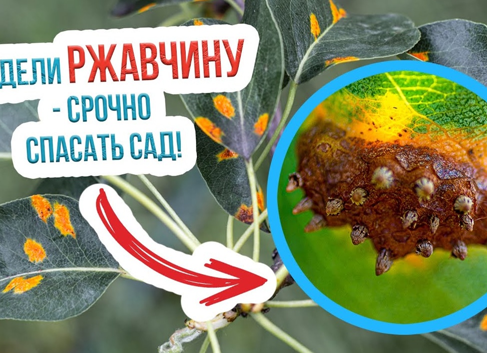 Почему появилась ржавчина на смородине и что делать