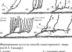Уход за виноградом весной