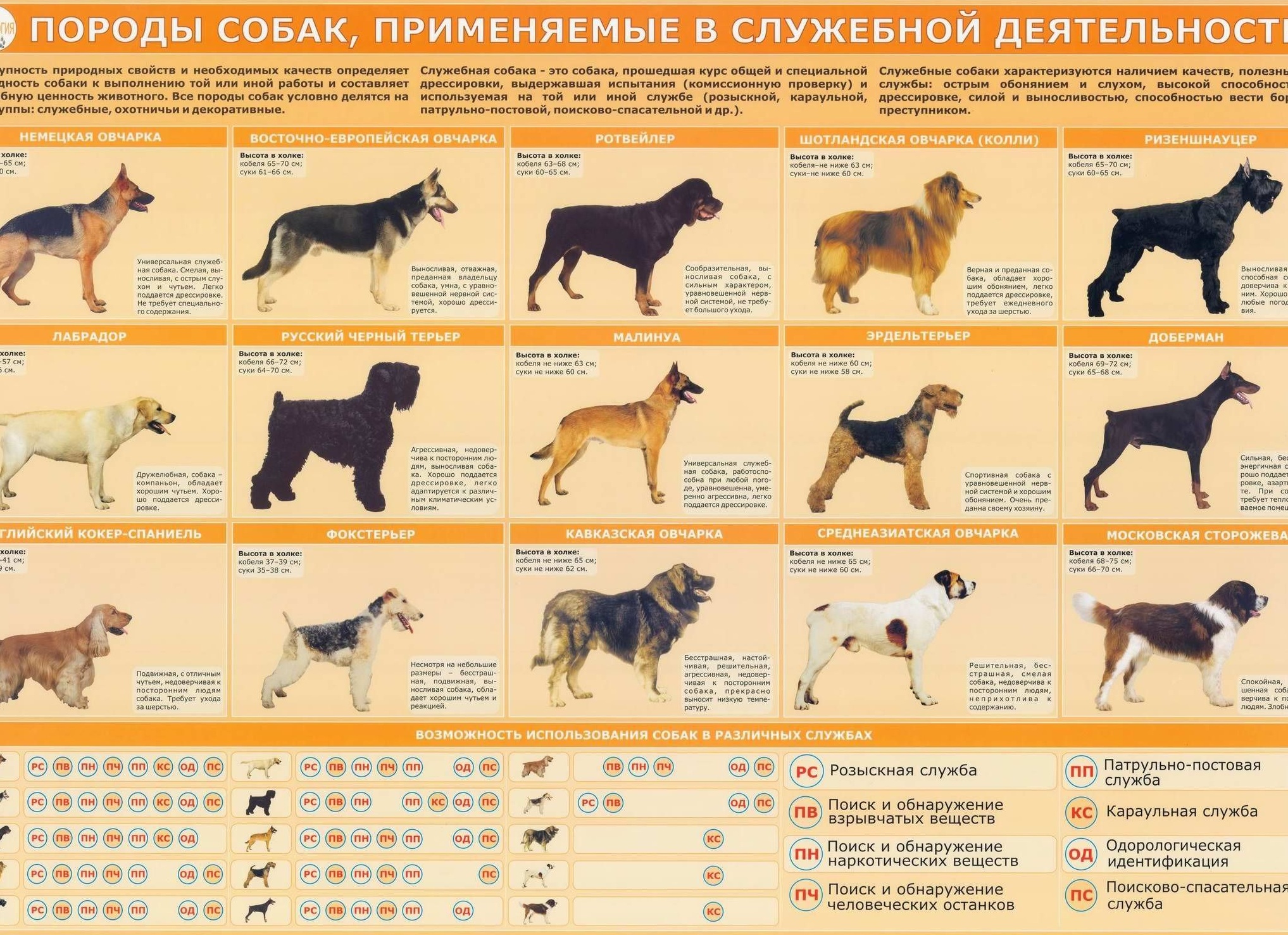 Породы служебных собак