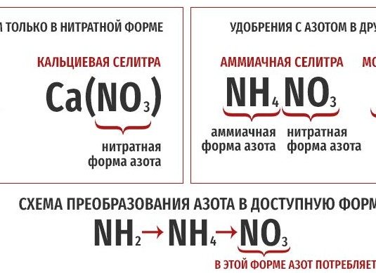 Удобрение для гортензий: схемы питания и готовые решения