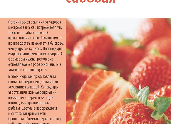 Ремонтантная земляника — сорта, технология выращивания