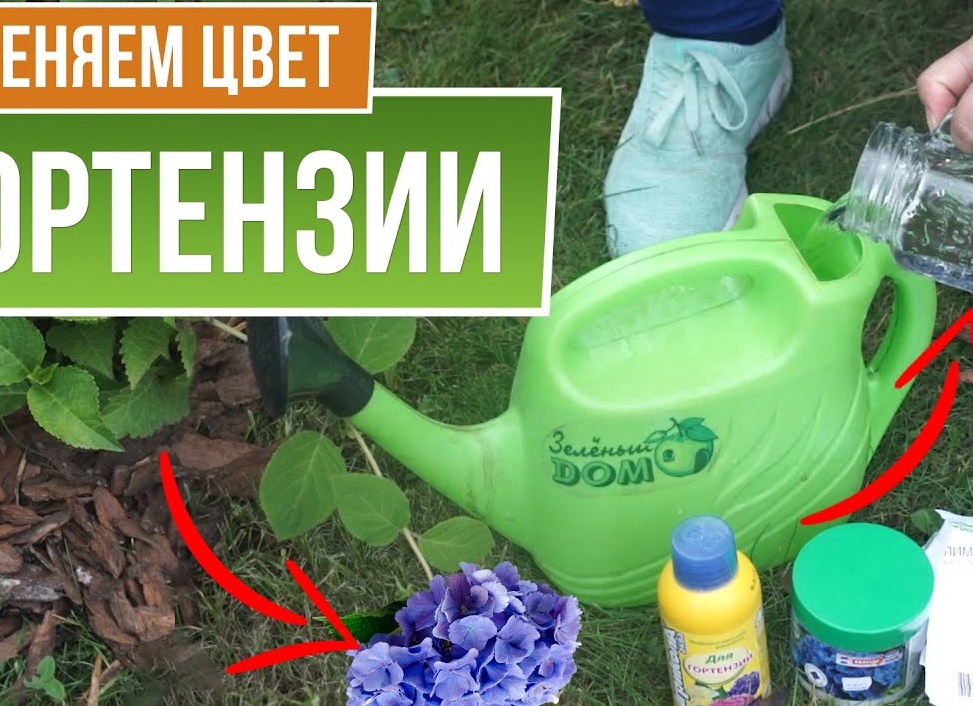 Как изменить цвет гортензии