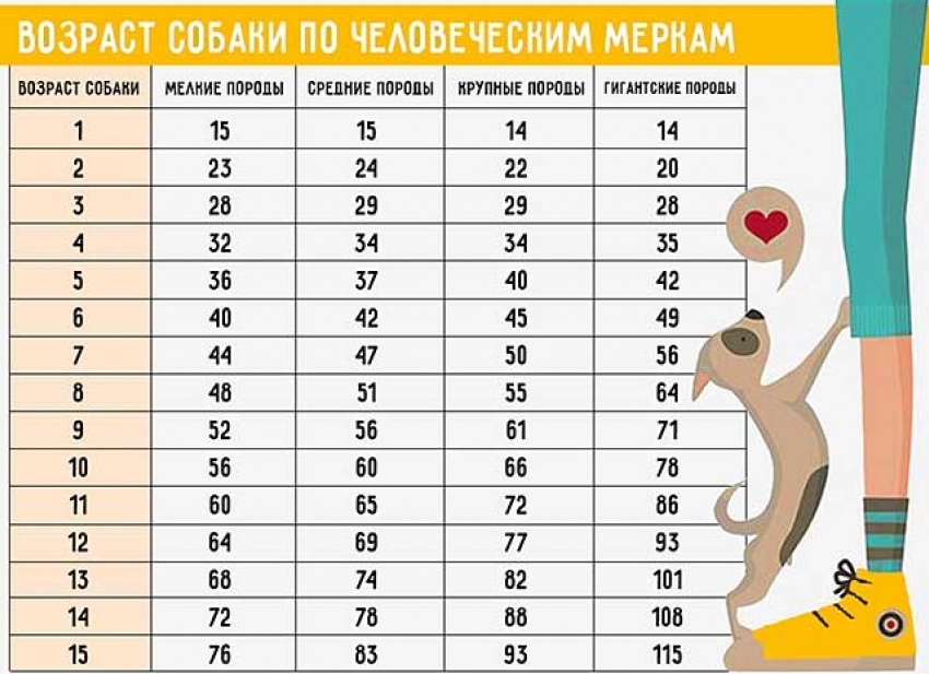 Сколько лет собаке по человеческим меркам