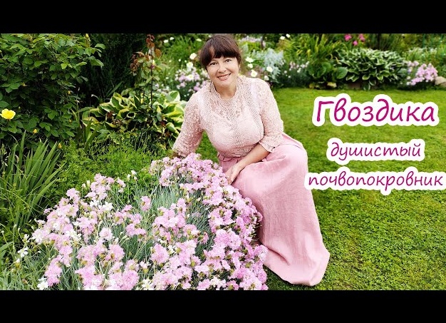 Комнатная гвоздика: посадка и уход
