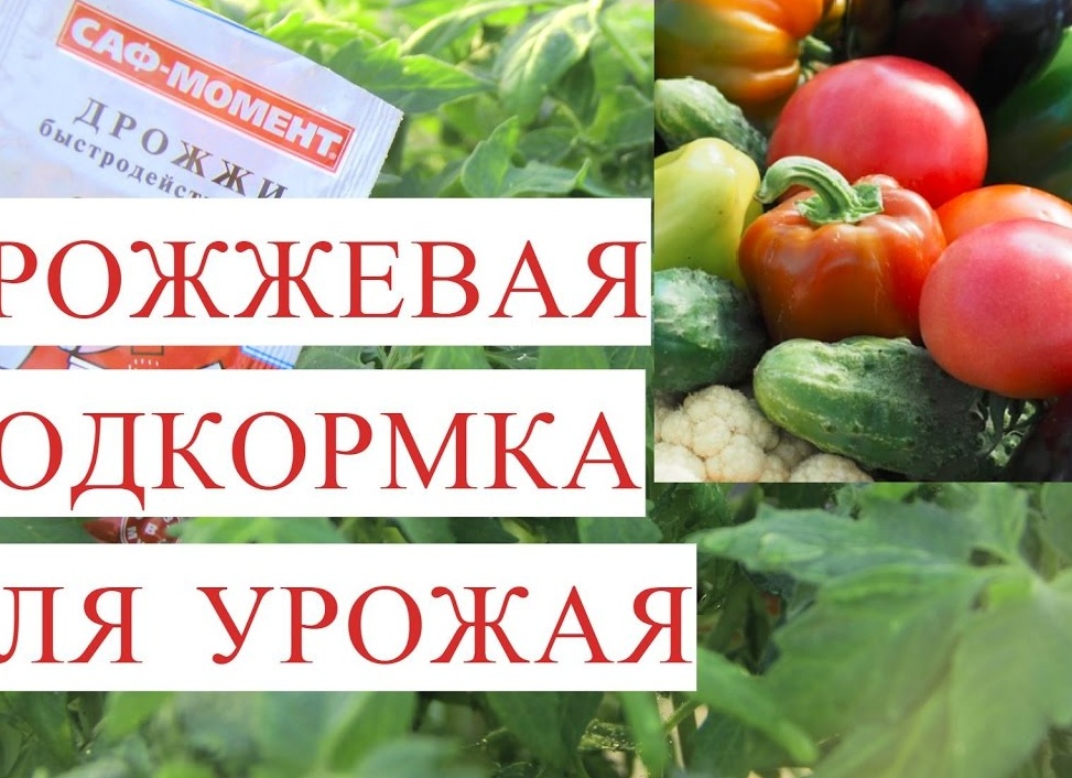 Как подкормить перец дрожжами