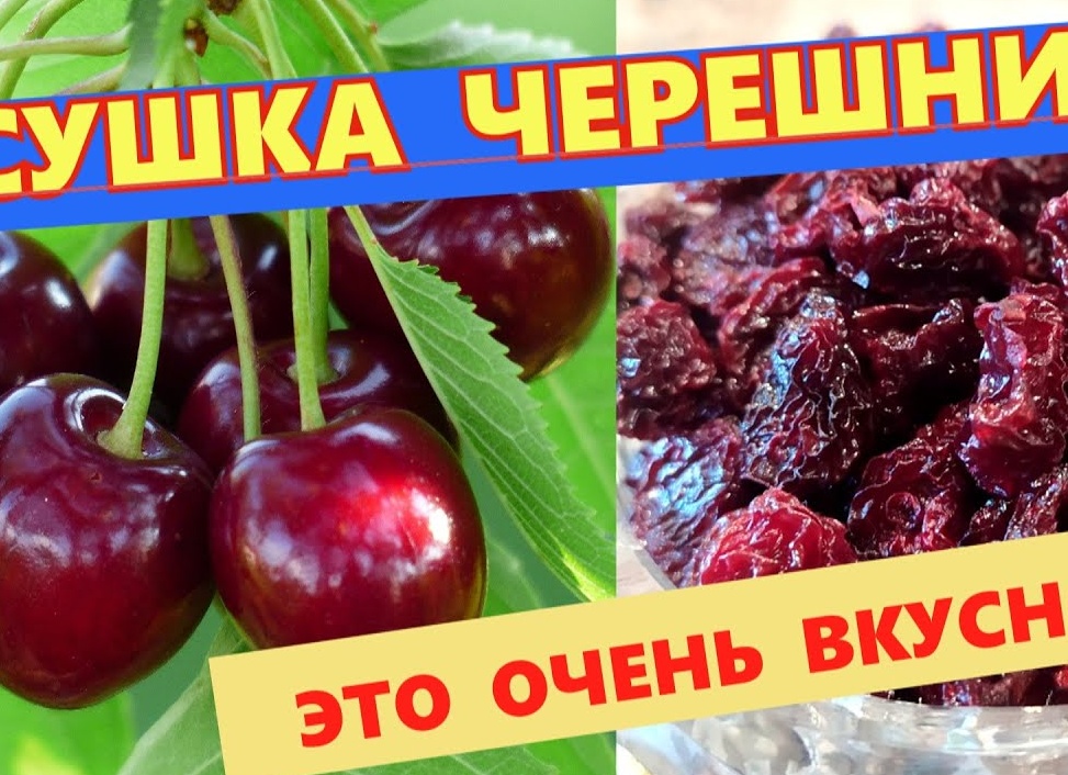 Как сушить вишню и черешню в электросушилке Как сушить вишню и черешню в электросушилке