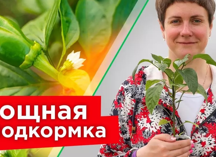 Чем подкормить перец во время цветения и плодоношения для отличного урожая