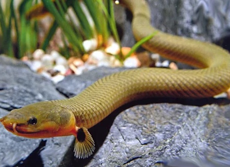 Каламоихт рыба как змея