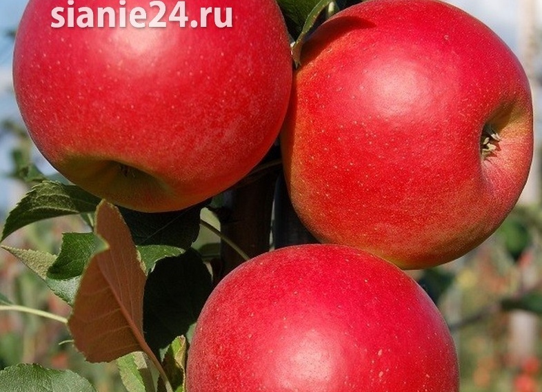 Крупноплодная яблоня Баяна