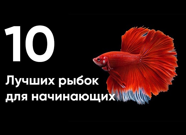 10 лучших аквариумных рыбок для начинающих