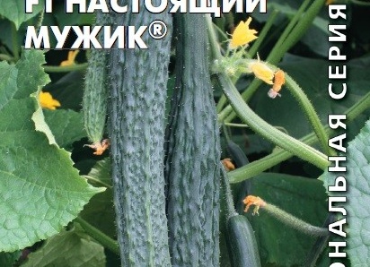 Среднеранний гибрид огурцов Настоящий мужик с устойчивыми крепкими кустами и крупными плодами