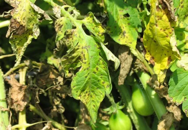 Альтернариоз (сухая пятнистость) на помидорах: как бороться в теплице, фото