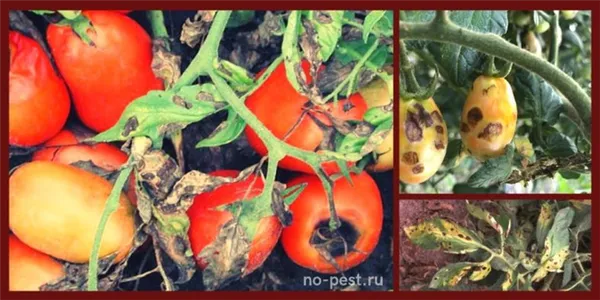 Внешние признаки повреждения плодов томата при альтернариозе