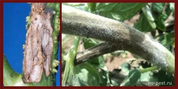 Поражение стебля и плодоножек при альтернариозе томатов