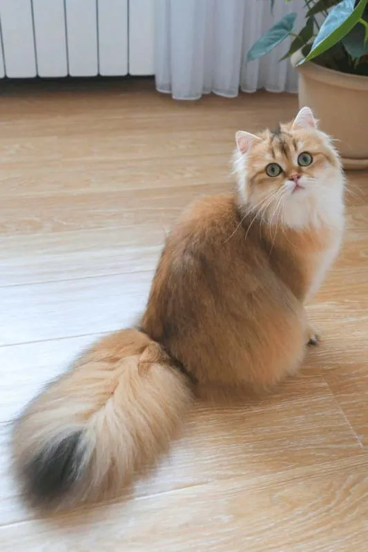 Британская длинношерстная кошка окрас дымчатый или шиншилла