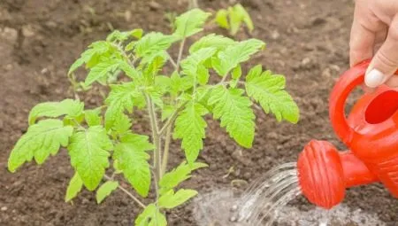Чем подкормить томаты после высадки в грунт?