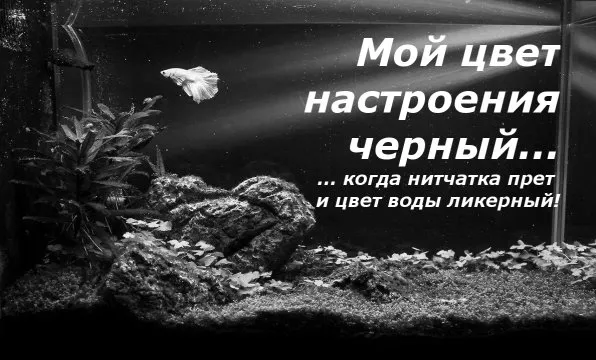 Мой цвет настроения черный когда аквариуме нитчатка https://fanfishka.ru
