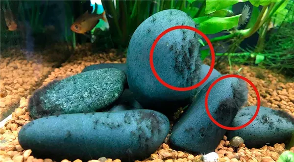Черные водоросли в аквариуме: почему возникают и как с ними бороться. Черные водоросли в аквариуме. 2