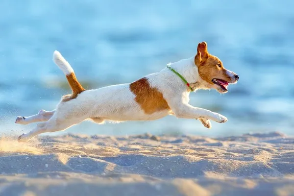Какая Самая Быстрая Собака В Мире. Самая быстрая собака в мире. 11