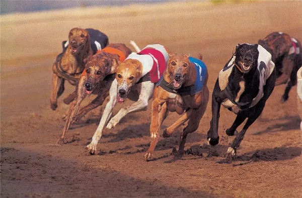 Грейхаунд - самая быстрая собака в мире
