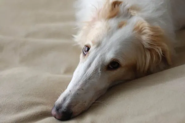 Самая быстрая собака в мире - кому принадлежит рекорд Гинесса