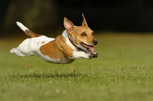 Какая Самая Быстрая Собака В Мире. Самая быстрая собака в мире. 3