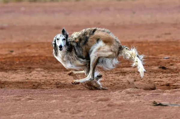 Какая Самая Быстрая Собака В Мире. Самая быстрая собака в мире. 7