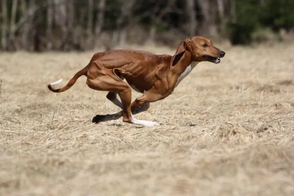 Какая Самая Быстрая Собака В Мире. Самая быстрая собака в мире. 4