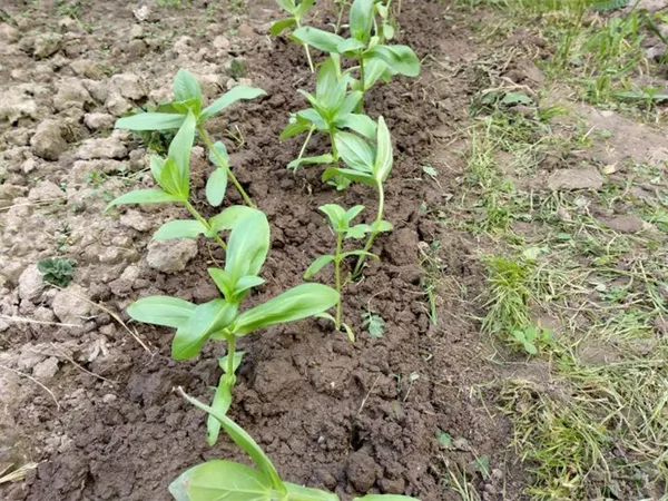 Когда сажать цинию при выращивании из семян: пошаговые инструкции. Циния выращивание и уход в открытом. 5