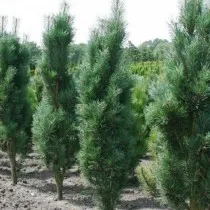 Сосна обыкновенная «Фастигата» (Pinus sylvestris 
