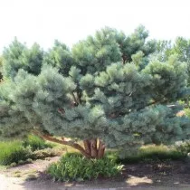 Сосна обыкновенная «Ватерери» (Pinus sylvestris 