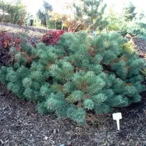 Сосна обыкновенная «Альбинc» (Pinus sylvestris 