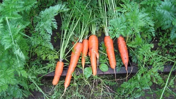 Морозоустойчивый сорт моркови Королева осени