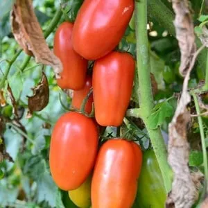 Находка для гурманов - томат 