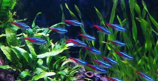 Разноцветные рыбки: разновидности и советы по содержанию. Цветные рыбки для аквариума. 2