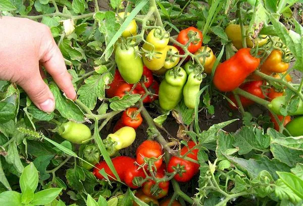 Советы по выращивании сорта томата Веселый гном