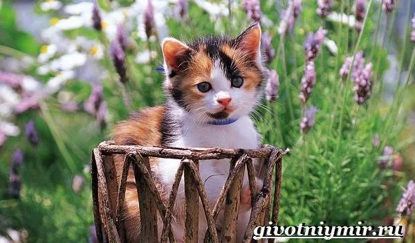 Трехцветная-кошка-Особенности-приметы-и-характер-трехцветных-кошек-1