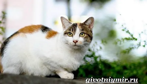 Трехцветная-кошка-Особенности-приметы-и-характер-трехцветных-кошек-4