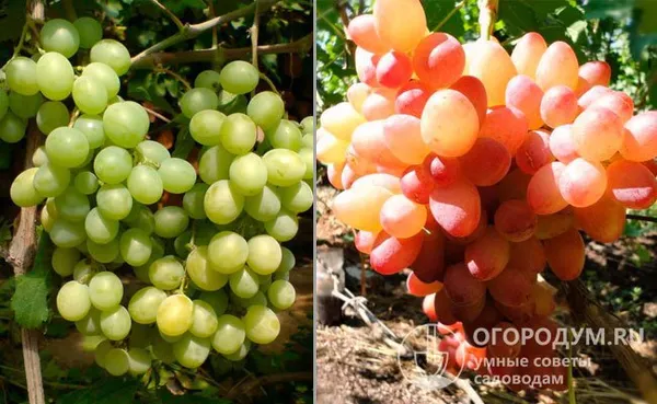 Сорта винограда, послужившие родительскими формами: «Русбол» (слева) и «София» (справа)